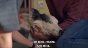 ¤ 𝓗𝓪𝓫𝓵𝓮𝓶𝓸𝓼 𝓭𝓮 𝓒𝓲𝓷𝓮 𝓽𝓮 𝓲𝓷𝓿𝓲𝓽𝓪 𝓪 𝓿𝓮𝓻 ¤ Anatomía de una caída