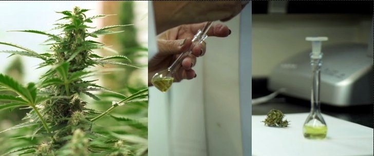 Estreno: 11 de mayo:: CANNABIS MEDICINAL - Cine Gaumont