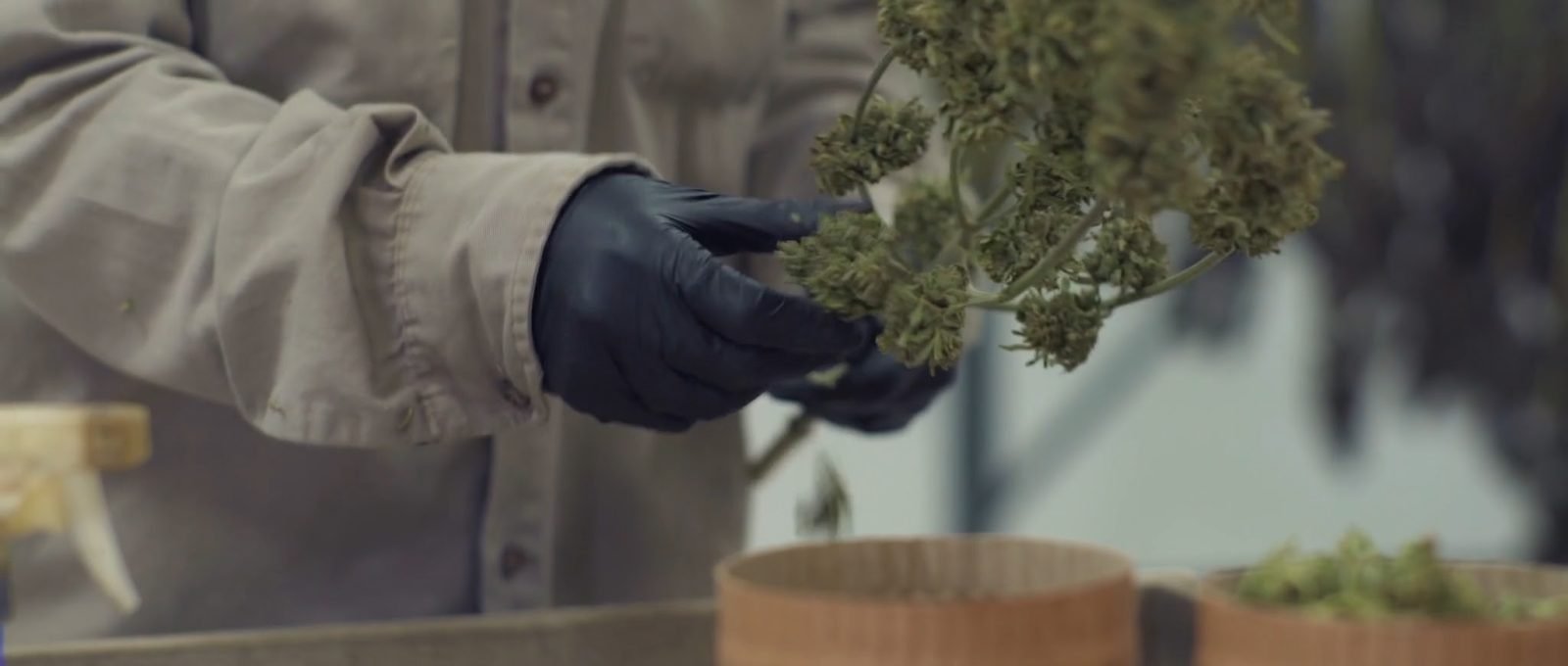 Estreno: 11 de mayo:: CANNABIS MEDICINAL - Cine Gaumont