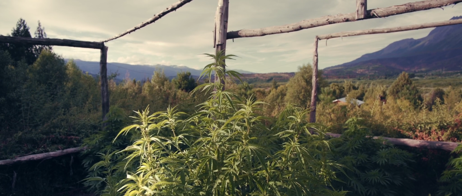 Estreno: 11 de mayo:: CANNABIS MEDICINAL - Cine Gaumont